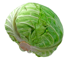 Cabbage