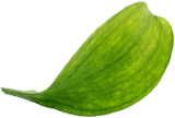 cucumberkfive